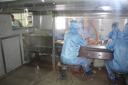 雙興新盛木耳菌包廠 優質菌包熱銷中，專業技術全程指導